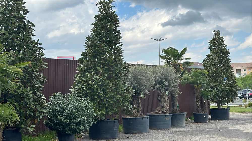 Tuia brazi maslini palimeri acuba pom-pom bosai spirale artarijaponezi