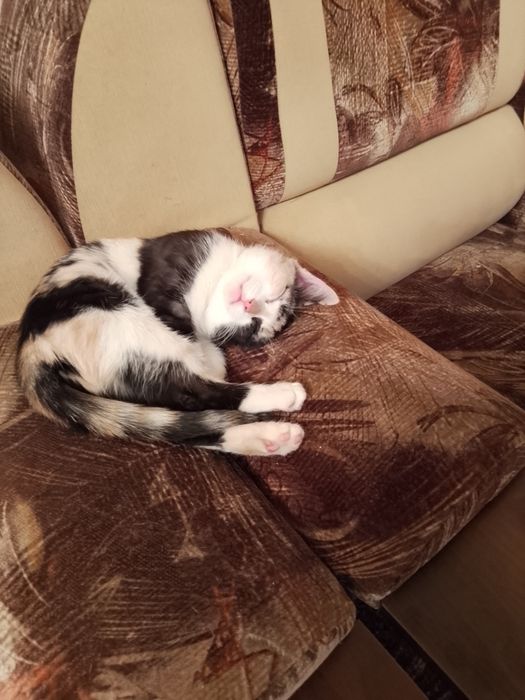 Отдам кошечку бесплатно