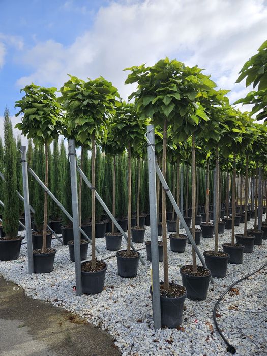 Vindem catalpa de mai multe dimensiuni