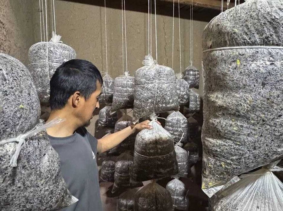 Qo'ziqorin sotiladi.