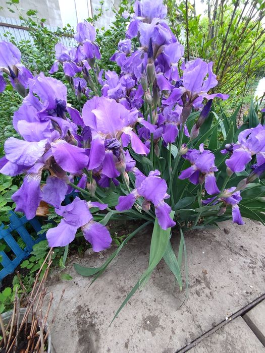 продам многолетние цветы.