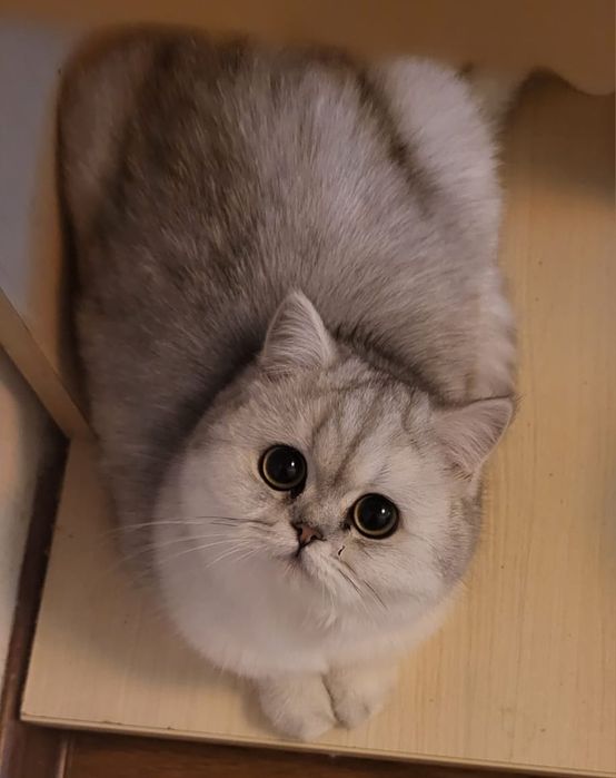 Котята Британской Серебристой Шиншиллы