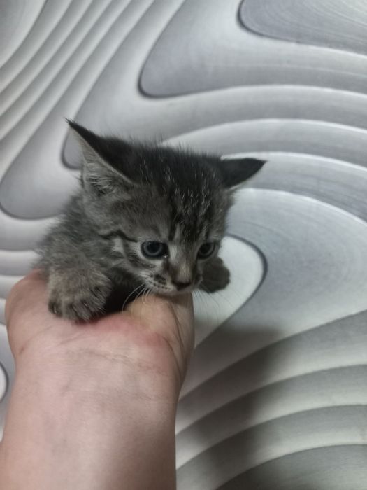 Отдам котят бесплатно