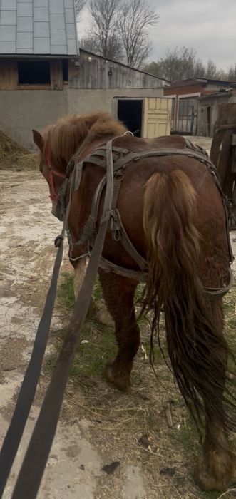 Vand manza de un an jumate