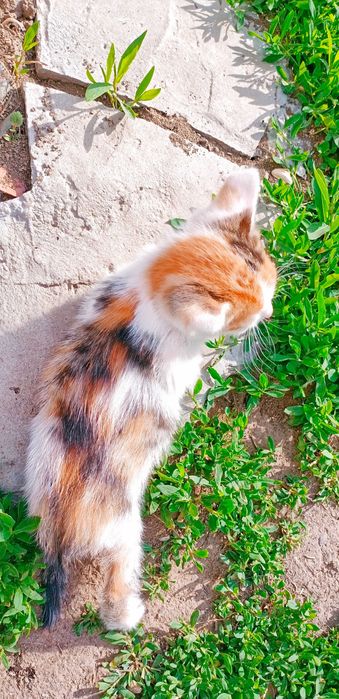 Отдам даром  котят в хорошие руки