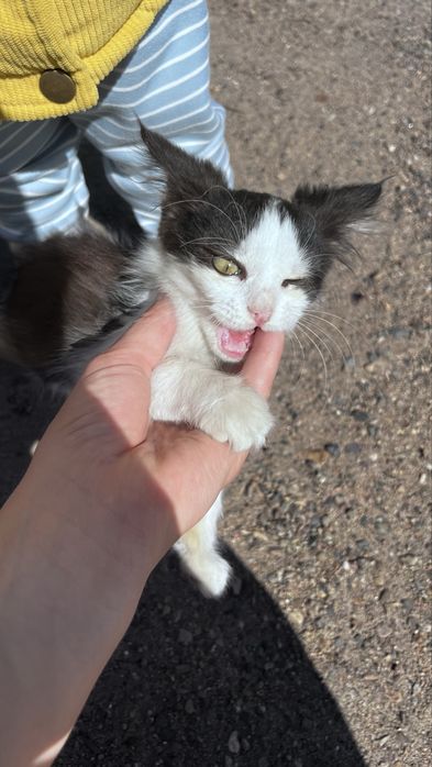 Кошечка в добрые руки