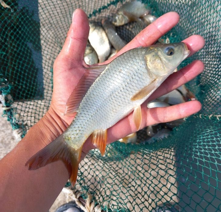 Баликлар тайёр боқиш учун Сазан Амур Даставка бор Рыби оптом