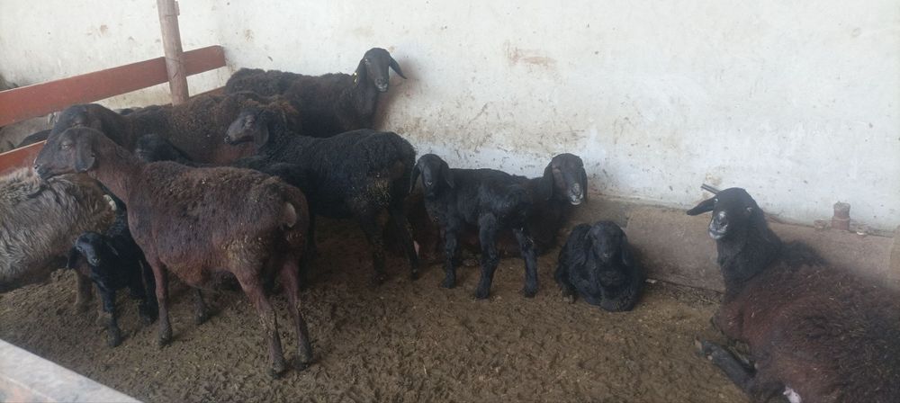 Ona bola kashtan  qoʻylar sotiladi qirgʻizniki