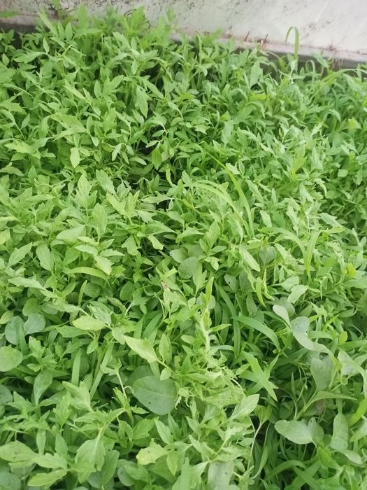 Подам рассаду помидор