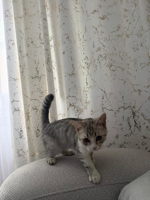 Коты на хороший руку