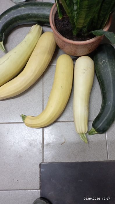 Продам дом.кабачки,тыкву.Г Астана,