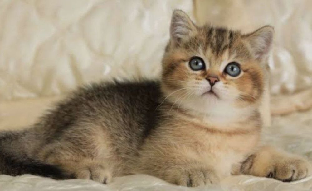 Золотая шиншилла