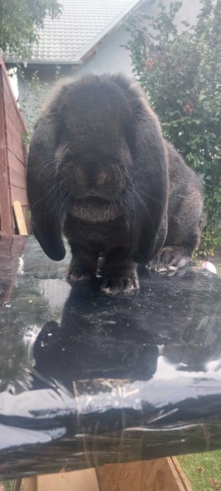 Iepuri Berbec German - livrez in țară