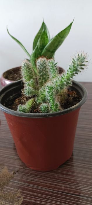 Бөлме гүлдері .комнатные цветы