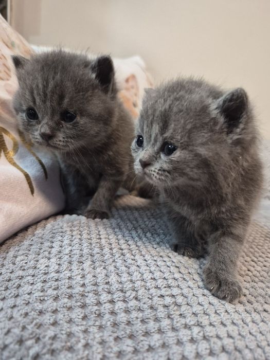 Британски късокосмести пухчета