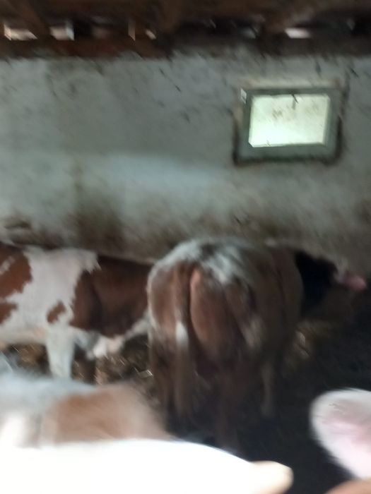 Viteii baltati de vanzare