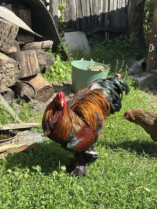Disponibila pereche brahma potarnichiu