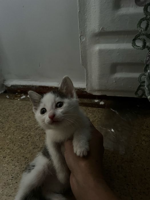 отдам котят 2 мальчика 2 девочки