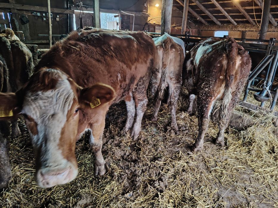 Vaci de vanzare, Bălțata românească