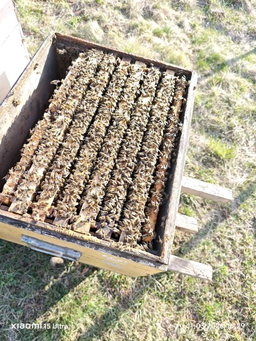 familii de albine 100 duc  ! Bk