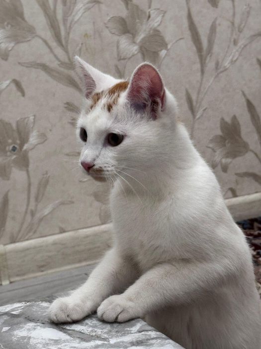 Отдам бесплано кошечку