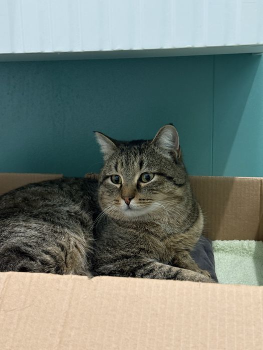 Отдам кота срочно