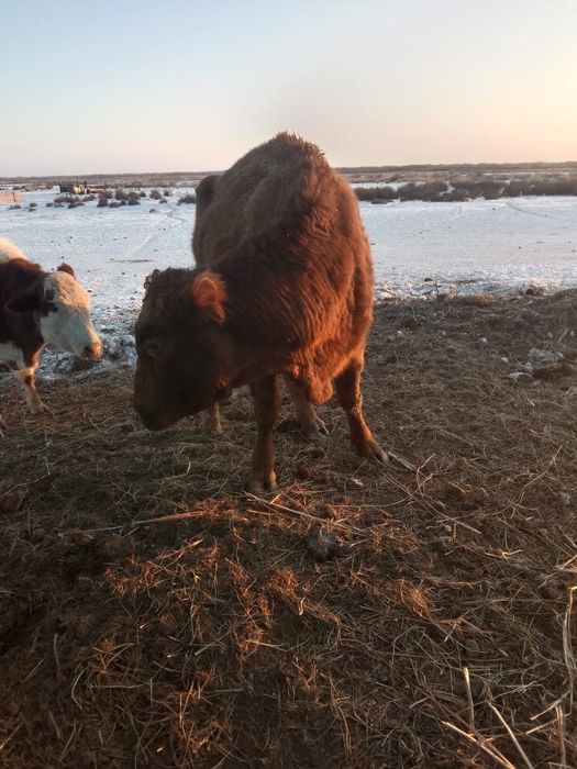 8 бас  буаз  сыйрлар