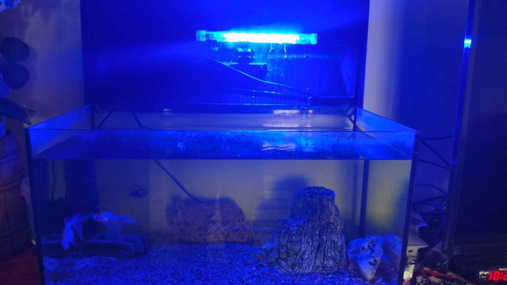 Vând acvariu utilat plus pești