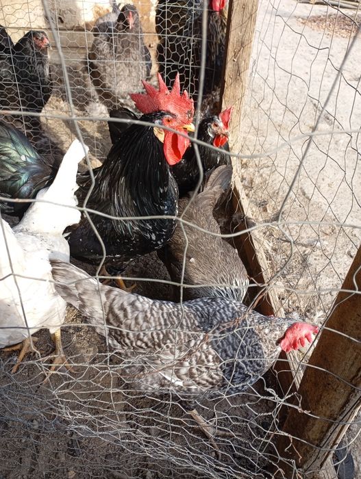 Vând ouă de găini de rasă