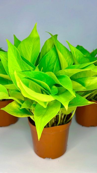 Сциндапсус Энджой,Неон