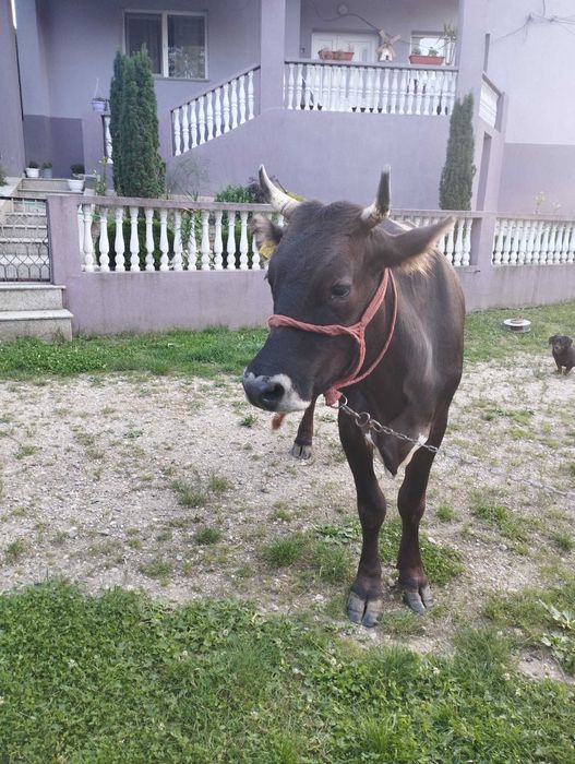 Vand vacă de patru ani cu lapte foarte blândă și gestantă în patru luni prețul este de 6600 lei negociabil