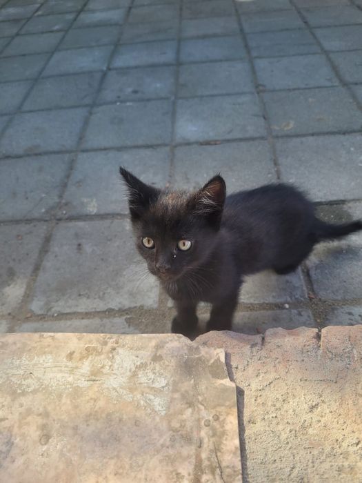 Ордам котяты бесплатно