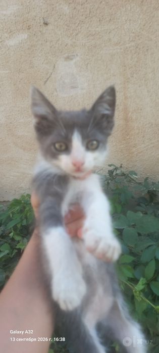 Котята бесплатно