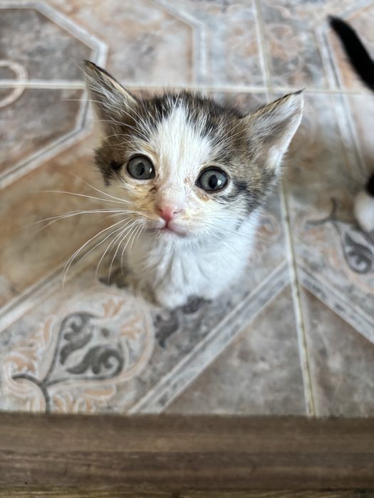 Котята маленькие, 1,5 месяца