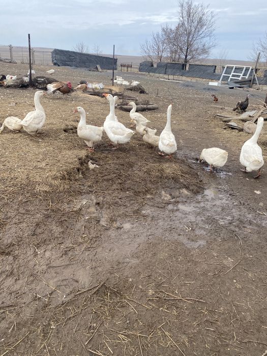 Обмен 2 самки на 1самца гусака