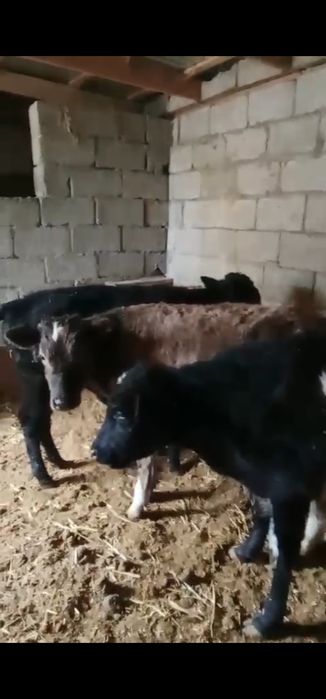 Еркек бұзаулар, 4,5 айлық