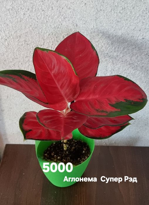 Комнатные растения от 1500