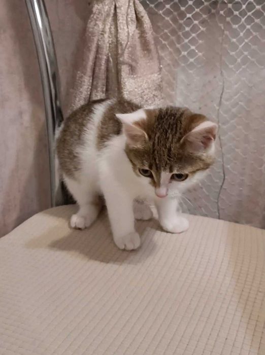 Отдам красивого котенка