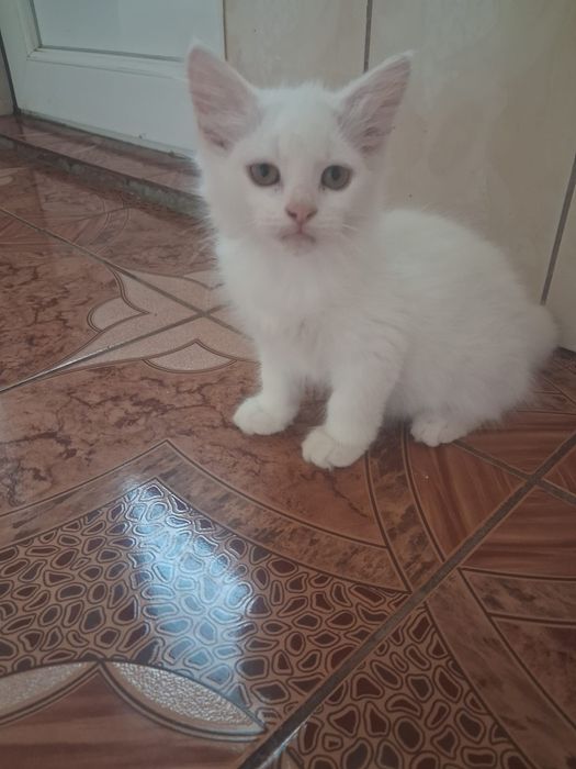 Pui de british metisi