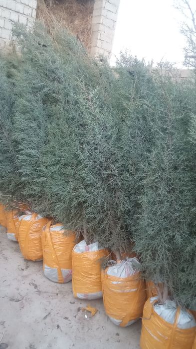 Qrim majvinik sasna tuya bor