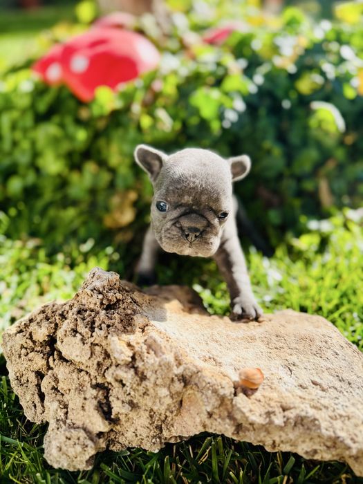 Френски Булдог Blue