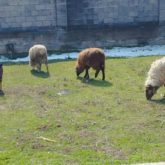 продам козы бараны овцы  ешки  кой