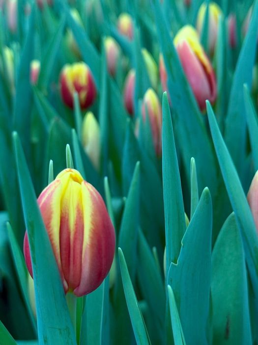 Тюльпаны Оптом 380  от 2000 шт