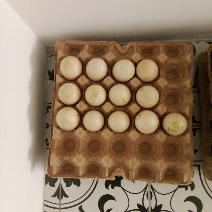 Продам яйца уток