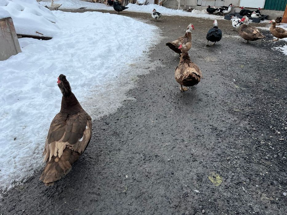 Продам  индоуток (мускусных уток)