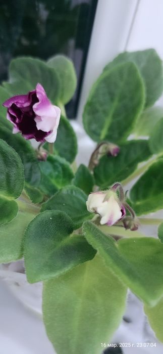 Продаются фиалки