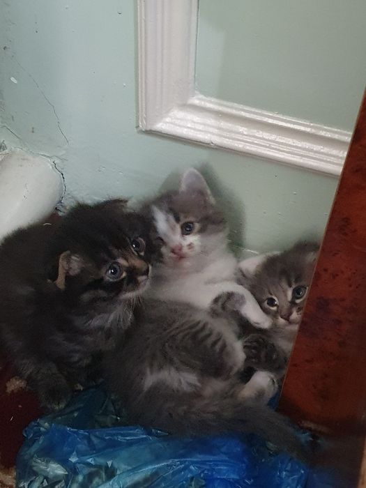 Котята двоя вислоухие, 2 месяца.