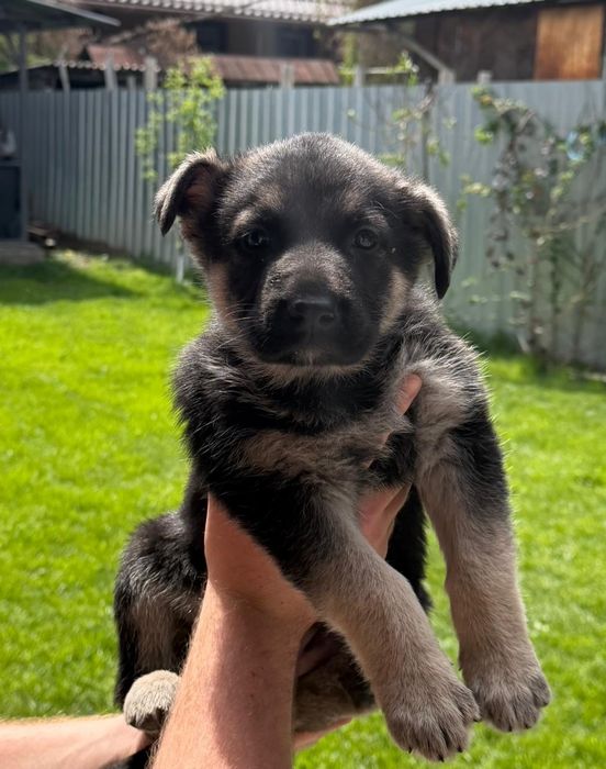 Продам щенков Восточно-европейской овчарки