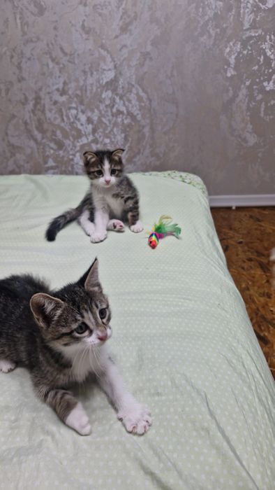Отдам котят в ответчтвенные руки
