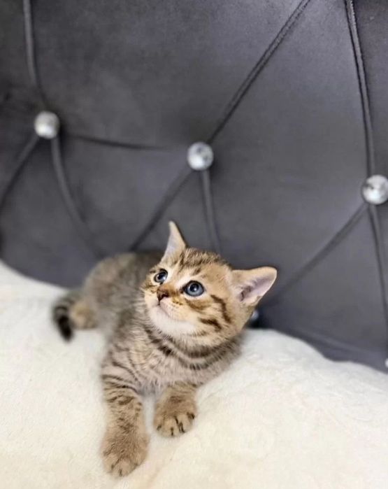 Котята мальчики и девочки, 1.5 мес  цена 20тыс